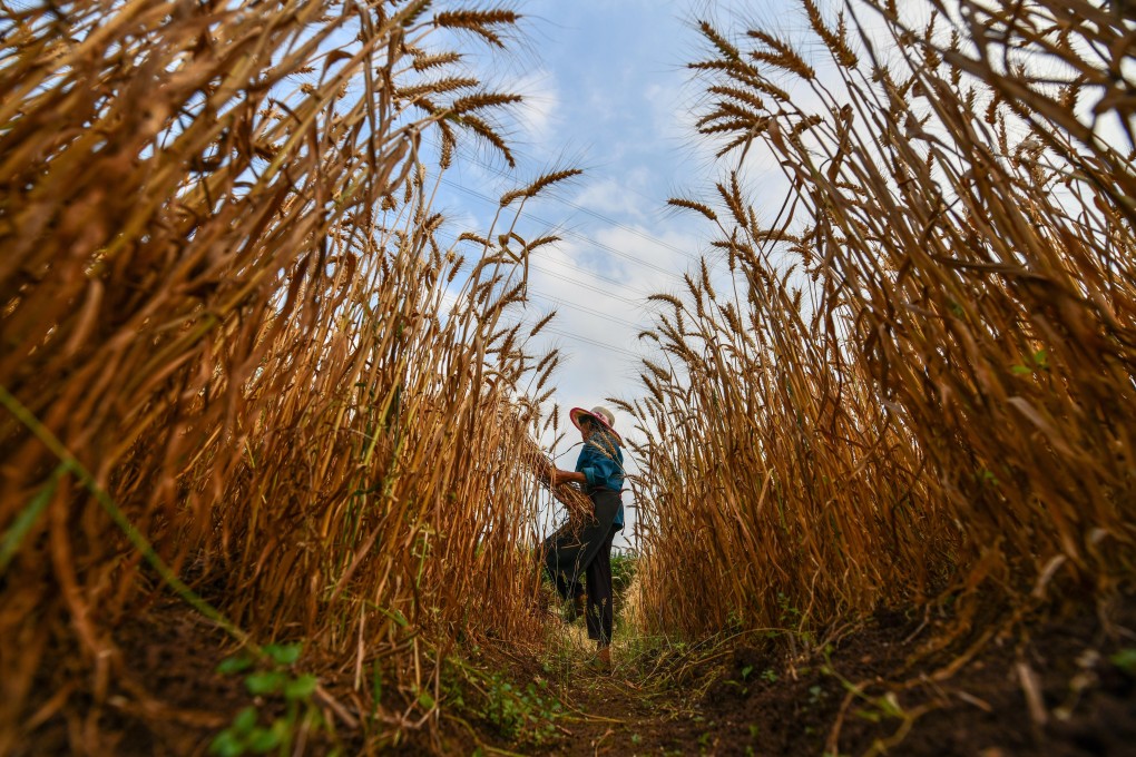 Beijing is expected to officially launch a new central government rural-revitalisation bureau on Thursday. Photo: Xinhua