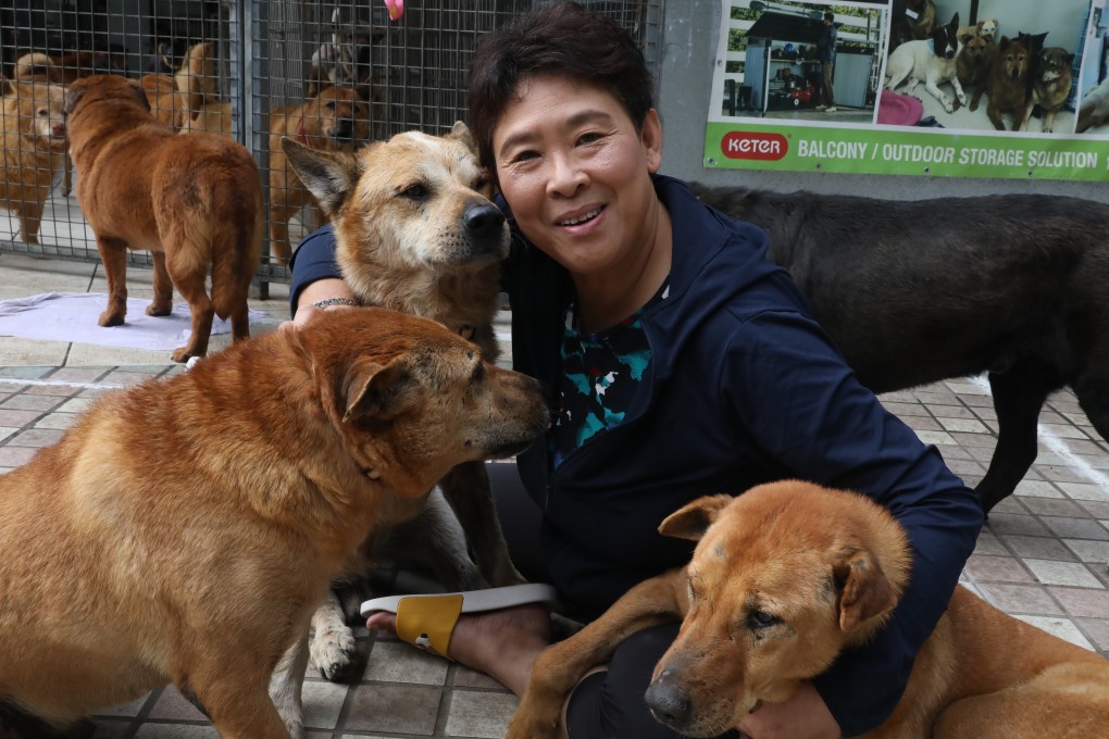 Hong Kong Homeless Dog Shelter founder Angela Chan at the shelter in Fanling. Photo: K. Y. Cheng
