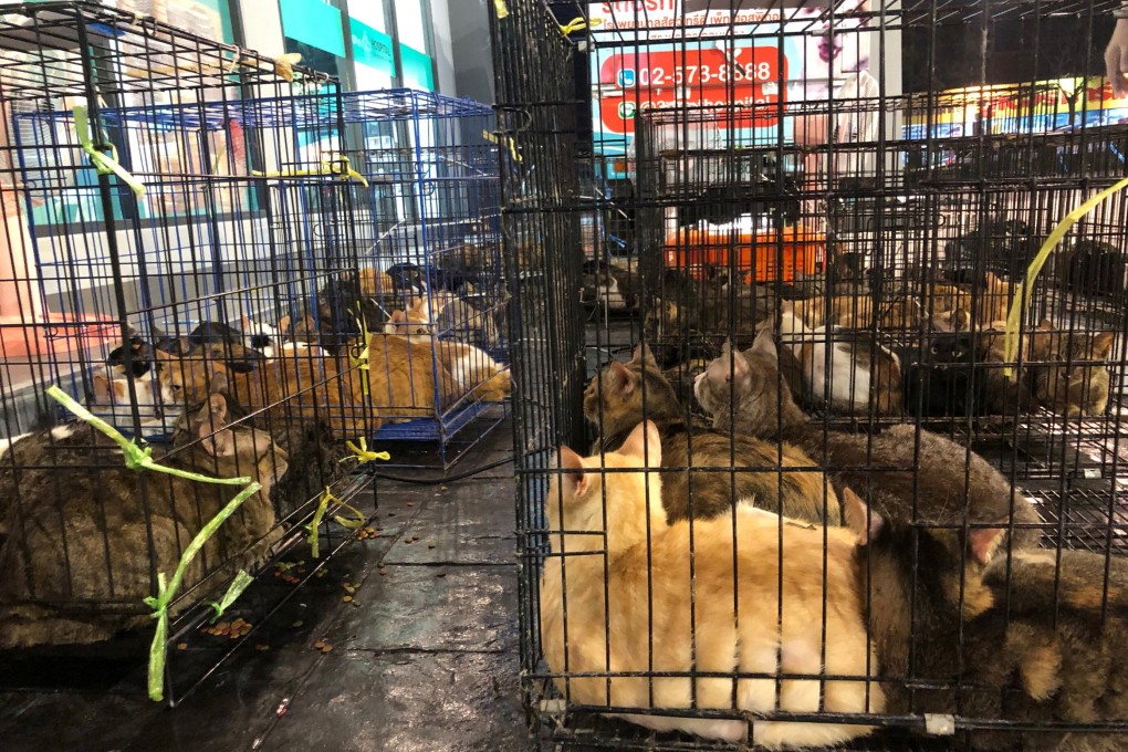 Cats are seen after being rescued from abandoned houses in Bangkok, Thailand on Thursday. Photo: Reuters
