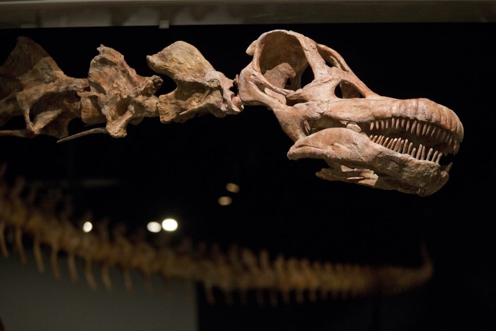 A replica of a 122-foot-long titanosaur on display at the American Museum of Natural History in New York. Photo: AP