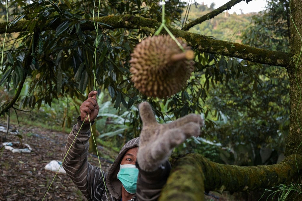 A Malaysian worker harvesting a durian. Photo: AFP