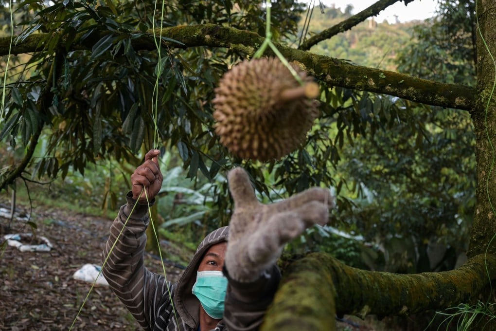 A Malaysian worker harvesting a durian. Photo: AFP