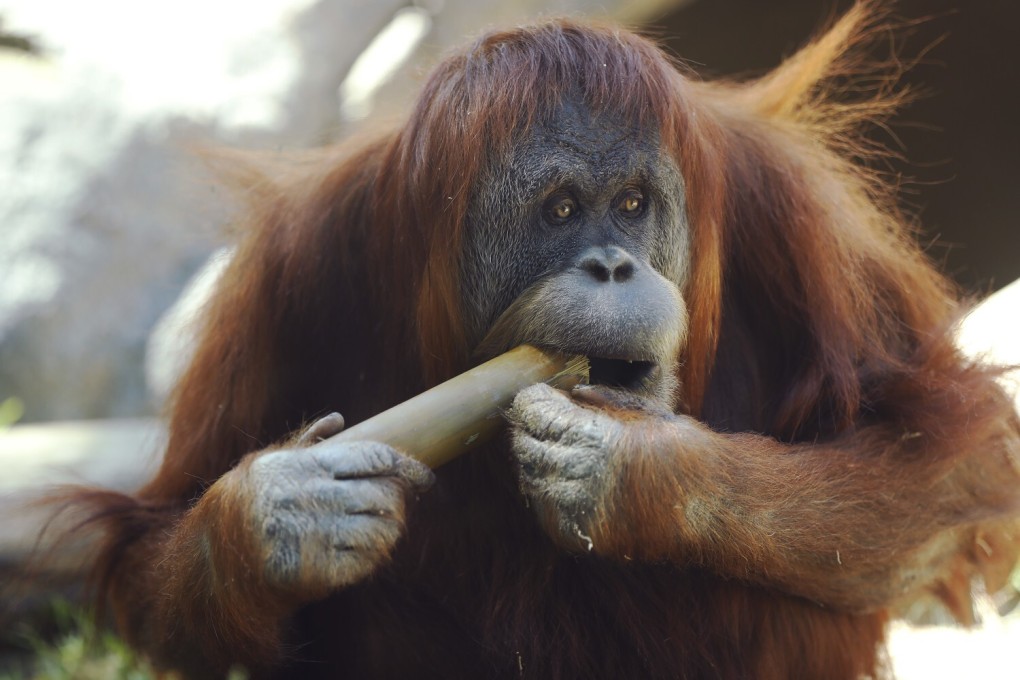 Satu, an orangutan, chews on a stick at the San Diego Zoo. File photo: San Diego Union-Tribune/TNS