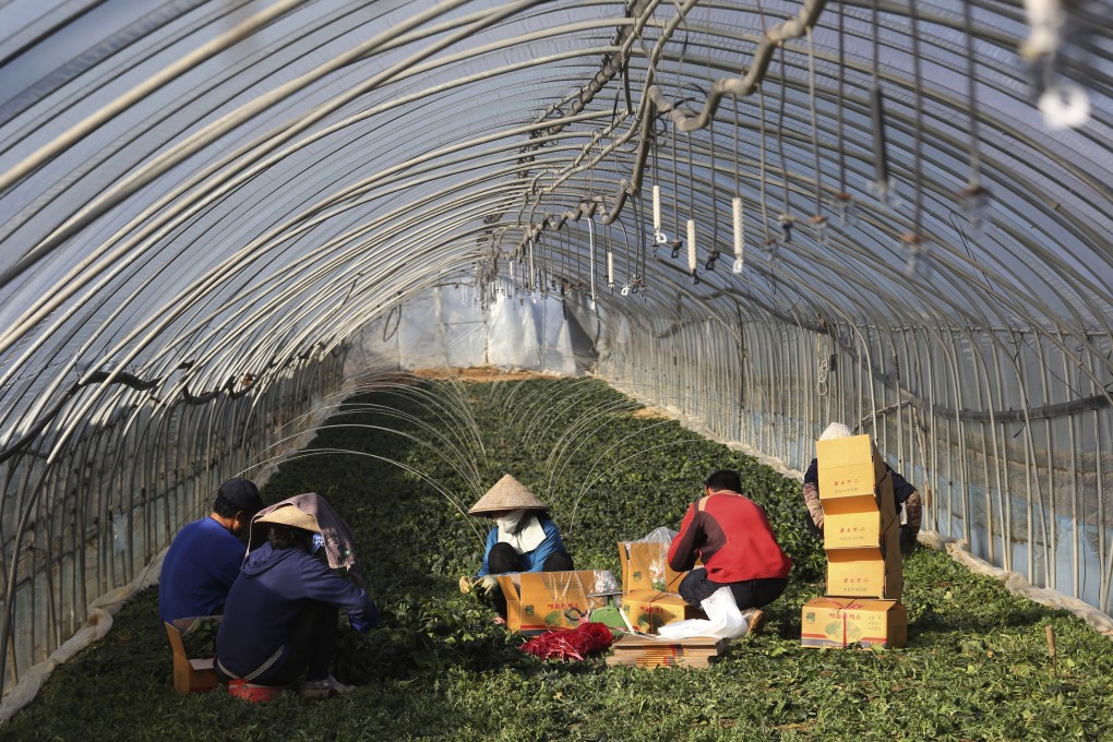 Migrant labourers work inside a greenhouse at a farm in Pocheon, South Korea. Photo: AP