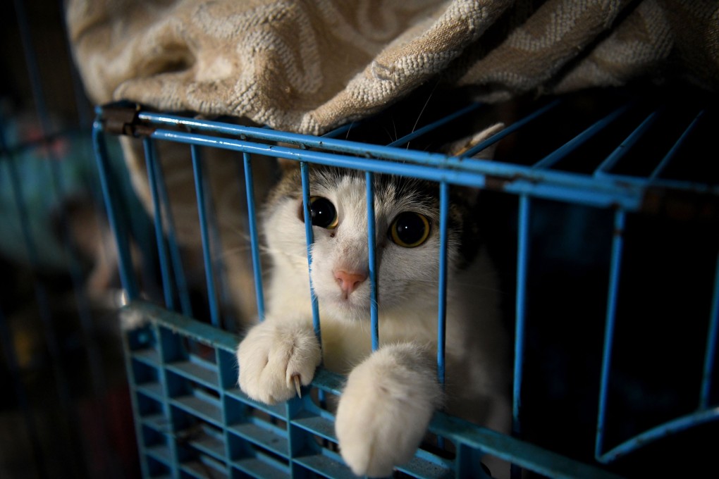 A proposal for people who abandon cats and dogs to be penalised via the social credit system drew support from animal lovers. Photo: AFP