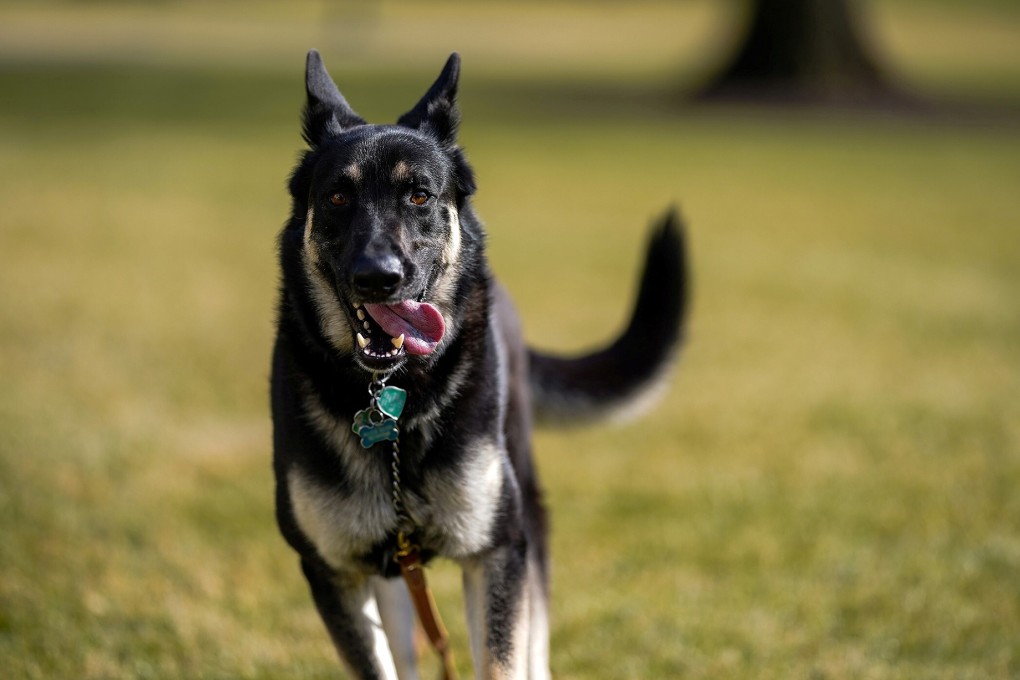 German shepherd Major made history as the first rescue dog ever to live in the White House. Photo: White House handout via Reuters