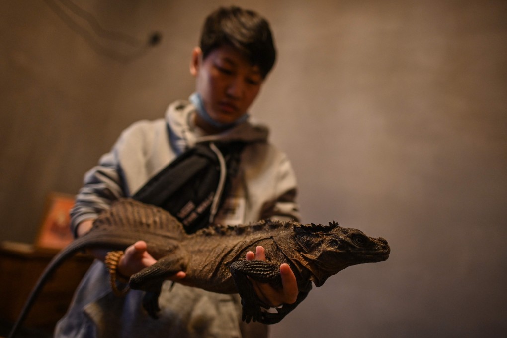 A customer at a coffee shop in Shanghai holds an iguana at a coffee shop in Shanghai. Animal lovers are embracing the boom in animal cafes in the city but animal rights activists are concerned. Photo: AFP