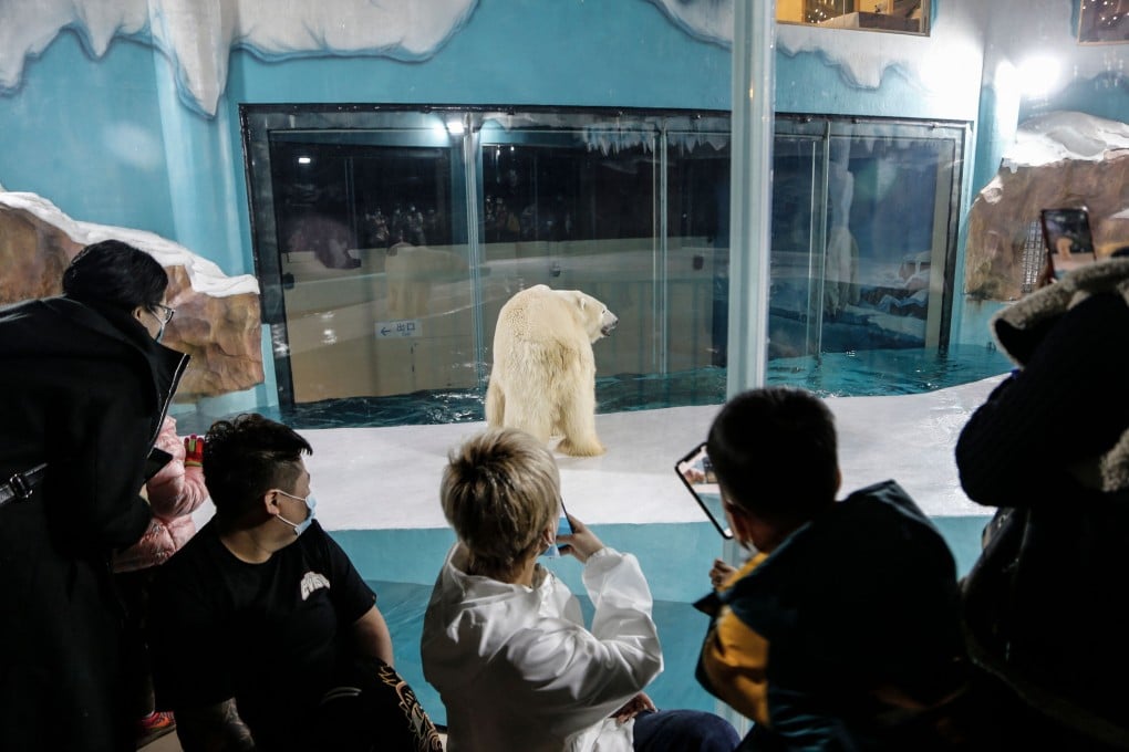 Guests at the hotel photograph one of the bears in its enclosure. Photo: AFP