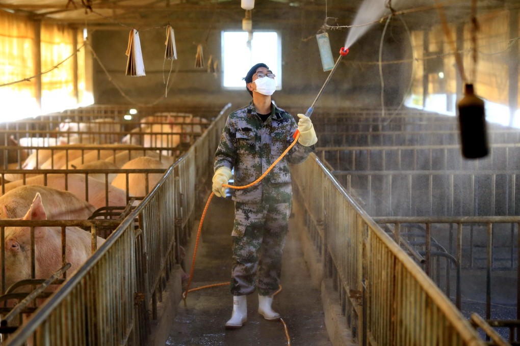 African swine fever first appeared in China in 2018, creating a severe shortage of the staple meat in the world’s largest pork consuming country, resulting in skyrocketing food prices. Photo: EPA-EFE