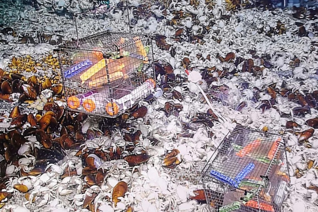 A deep-sea experiment confirmed the findings in the lab. Photo: Chinese Academy of Science