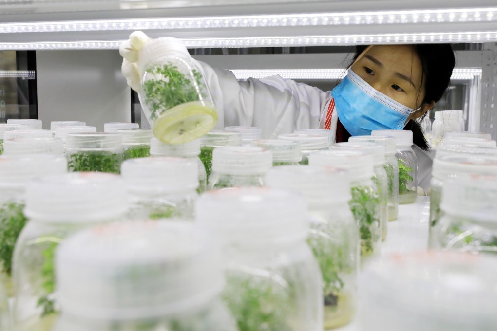 A researcher looks at seedlings cultivated in nutrient solution at the National Germplasm Resource Bank in Guangxi. Photo: Barcroft Media via Getty Images