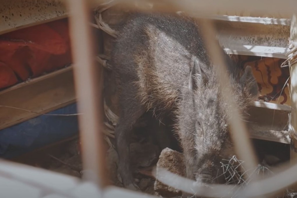 A man in West Java's Bedahan village said the wild boar was a black magic user who had transformed his or her appearance to steal from others. Photo: YouTube