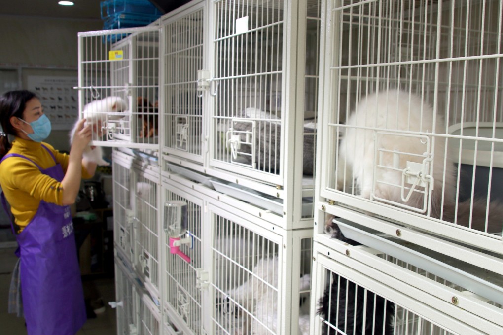 Some “pet hotels” in China charge US$77 a night. Photo: Costfoto/Barcroft Media via Getty Images