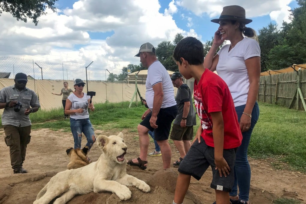 Tourists interact with a lion cub at the Lion and Safari Park near Johannesburg, South Africa. Photo: Reuters