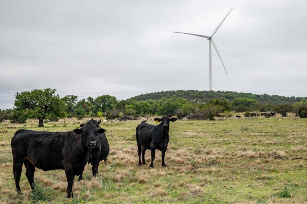 Cows roam near one of six newly installed wind turbines on a ranch in Eldorado, Texas, on April 16. Cattle rancher Bob Helmers, who for decades hosted oil wells on his ranch, recently plugged the pumps and allowed a utility company to build the wind turbines, making the shift to wind power. Photo: AFP