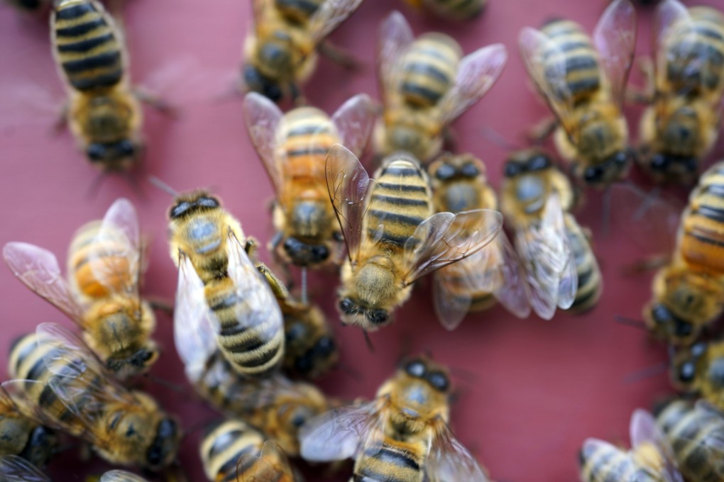 It can take hours or days to get a Covid-19 test result, but the response from the bees is immediate. Photo: The Berkshire Eagle via AP