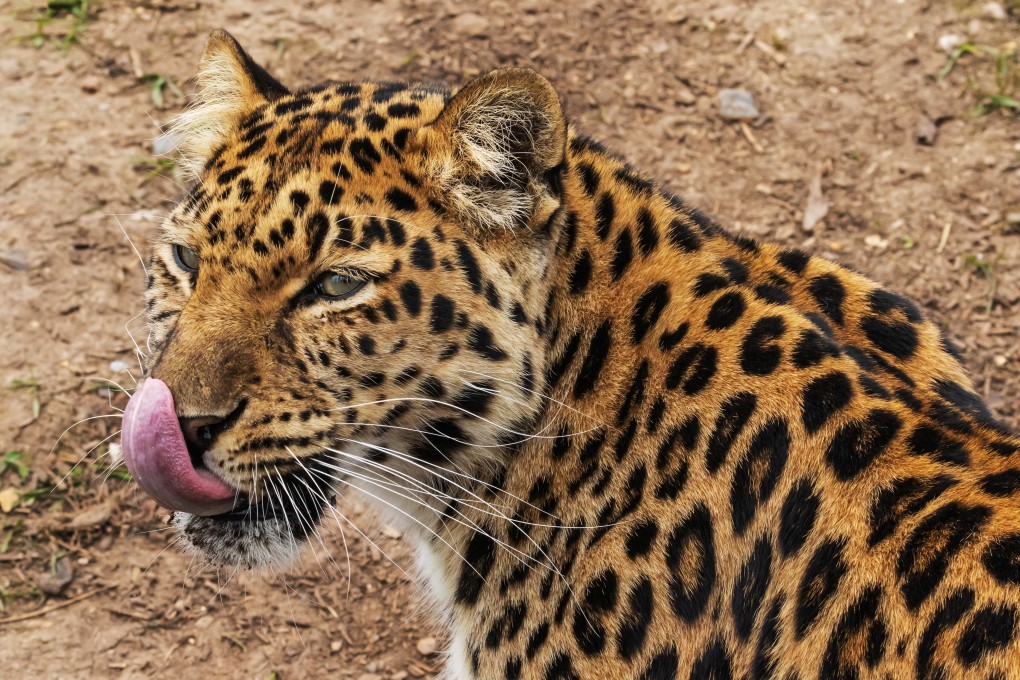 Authorities in Hangzhou are on the hunt for the last of three leopards that escaped from a local wildlife park. Photo: Shutterstock