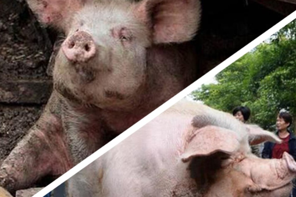 The celebrity pig was catapulted to fame after emerging from the wreckage of the earthquake, malnourished but alive. Photo: Artwork