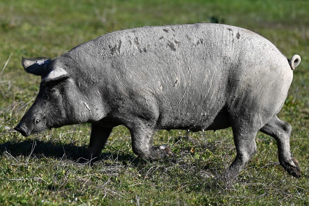 A team of Japanese scientists has shown it is possible for mammals, such as the Iberian black pig, to absorb oxygen via the anus. Photo: AFP