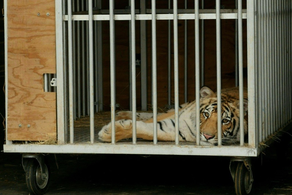 India, a nine-month-old Bengal tiger, safely in a cage in Houston, Texas on Sunday. Photo: AFP