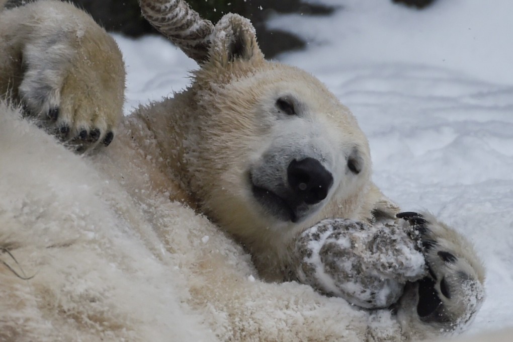 Shock as Berlin zoo reveals beloved polar bear Hertha’s parents are