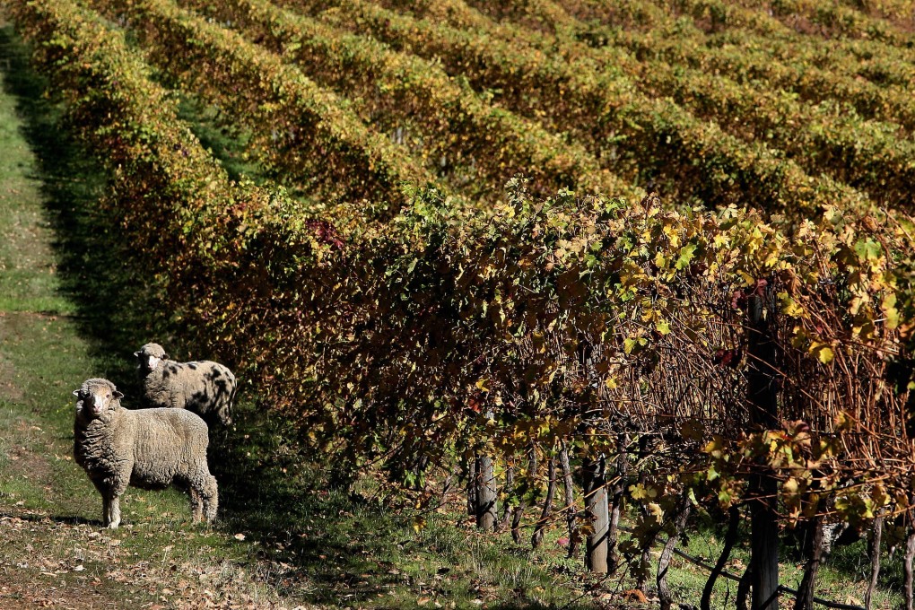 In the 12 months to March, Australia exported A$149 billion (US$116 billion) worth of goods to China, barely changed from the previous year. Photo: AFP