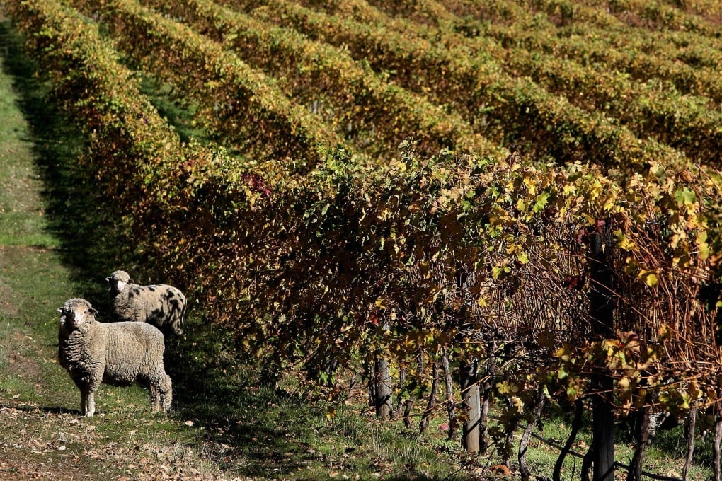 In the 12 months to March, Australia exported A$149 billion (US$116 billion) worth of goods to China, barely changed from the previous year. Photo: AFP