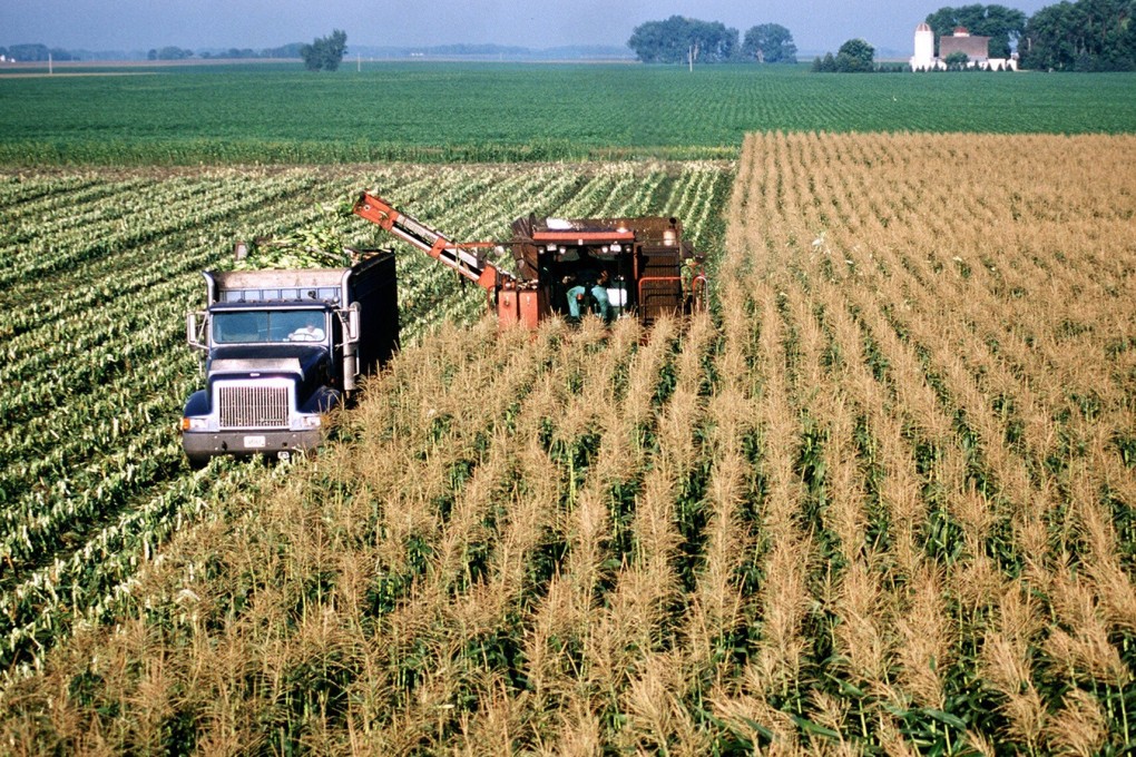China has already bought about 9.5 million metric tonnes of US corn from the 2021-22 season. Photo: TNS