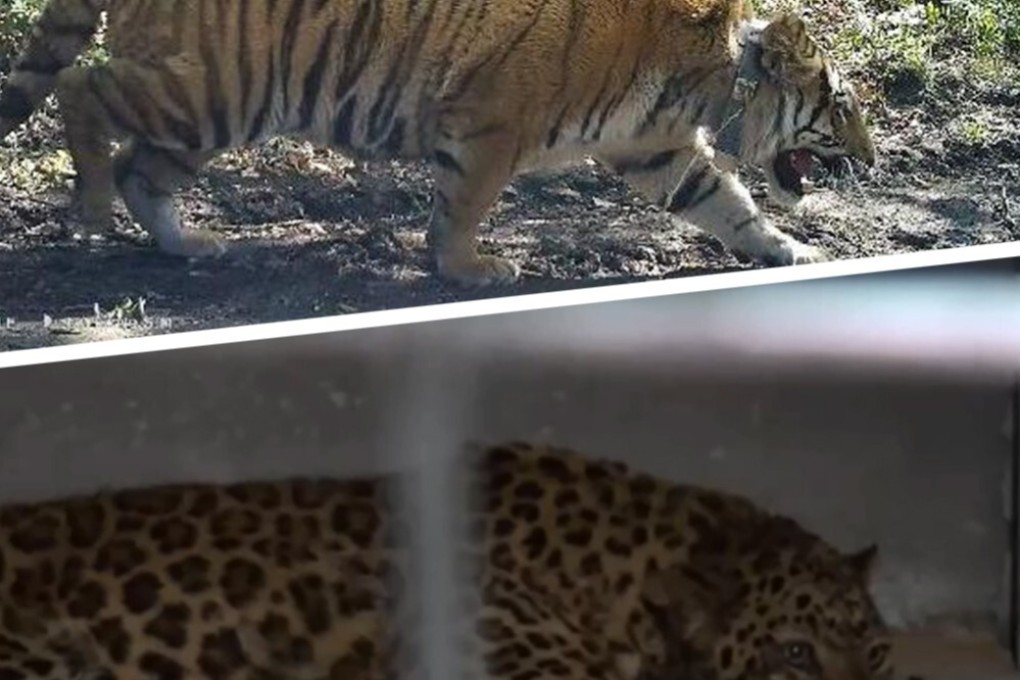 A Siberian tiger (above) that attacked a woman in China. A leopard (below) that escaped from a zoo and has not been found. Photo: Artwork