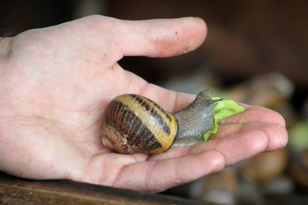 French snail farmer and soap maker Damien Desrocher feeds a snail with a lettuce leaf before extracting slime that he uses to make soap bars. Photo: Reuters/Ardee Napolitano