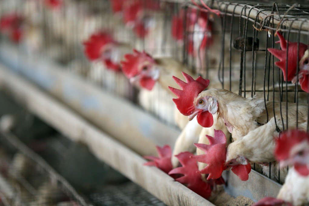 Two strains of bird flu have been detected in dozens of countries. Photo: EPA-EFE