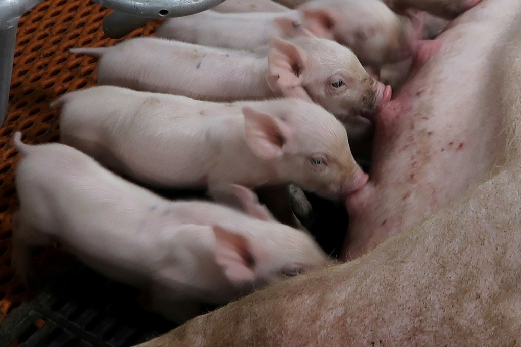 The impact of the obese hogs on pork prices is being complicated by new rules that prohibit the transport of live pigs across the boundaries of five areas in China because of African swine fever. Photo: Reuters