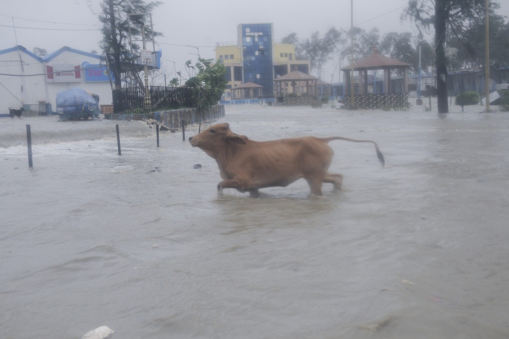 A cow runs through high tide water in Digha, West Bengal. Photo: AP