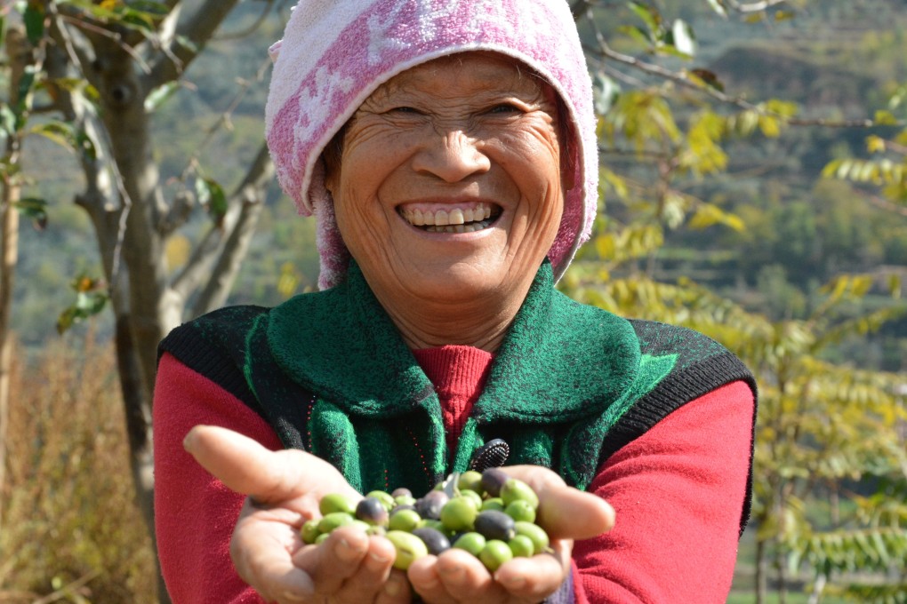 Asia’s love for Evoo shows no sign of slowing down, with producers like the Xiangyu Olive Development Co making oil on par or better than their Mediterranean counterparts. Photo: Xiangyu Olive Development Co