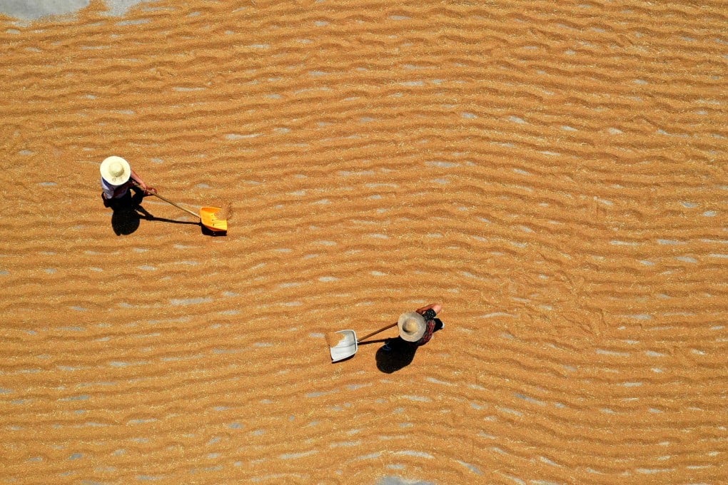 While China caps low-tariff corn imports at 7.2 million tonnes a season, buyers imported a record 11.29 million tonnes in calendar 2020, mainly from the United States, as high domestic prices made imports economical even when paying tariffs. Photo: Xinhua