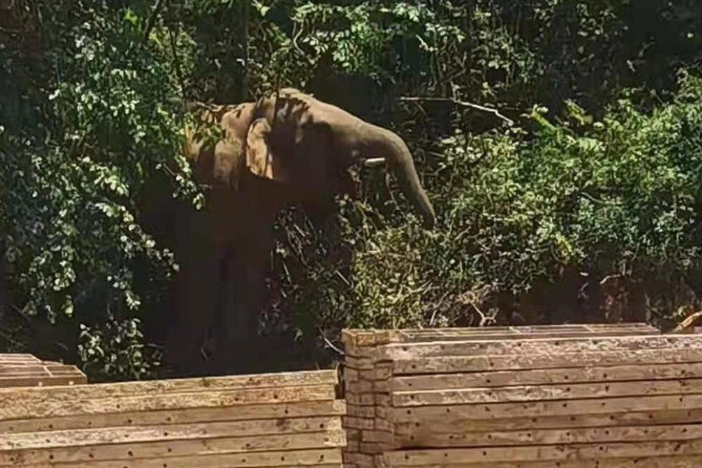 15 elephants travelled nearly 500km in China in search for new habitat. Photo: Thepaper