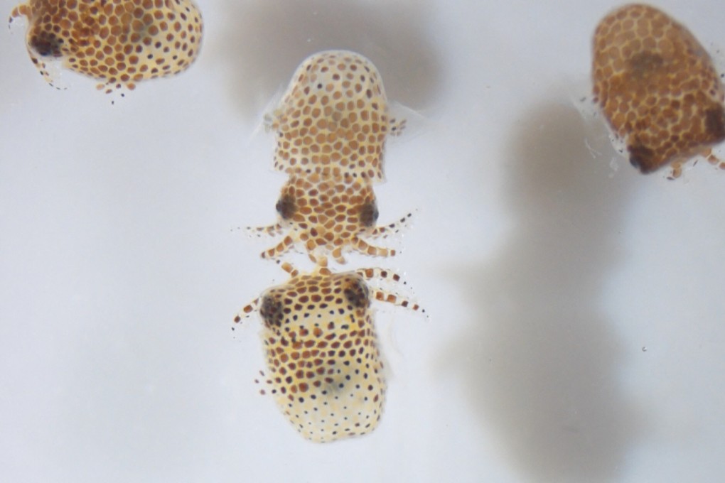 Immature bobtail squid have been put on a rocket bound for thee International Space Station. Photo: Jamie S. Foster /Nasa via AFP