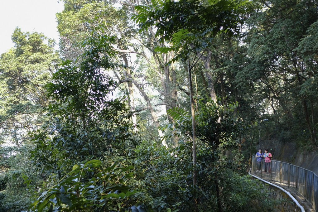 Hikers at Lung Fu Shan country park, Hong Kong’s smallest, in November 2020. The city’s Agriculture, Fisheries and Conservation Department has launched a programme to replace ageing exotic trees in country parks with native tree species to improve the health and biodiversity of forests. Photo: James Wendlinger