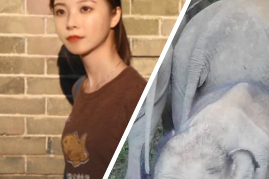 China’s first virtual student (left) and an elephant herd in Xishuangbanna (right) Photo: China News