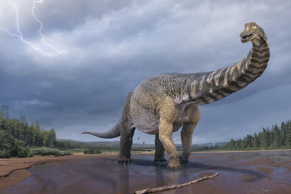 This simulated image shows an Australotitan cooperensis. Australian palaeontologists have unveiled a new species of giant sauropod dinosaur, which is the largest skeletal remains of a dinosaur ever to be discovered in Australia. Photo: Xinhua