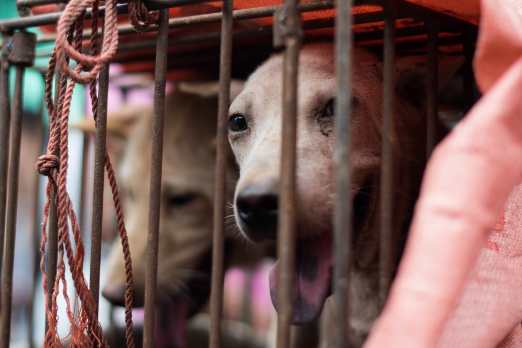 68 caged dogs were rescued outside Yulin, China last week. They were reportedly on their way to be slaughtered for the annual dog meat festival. Photo: AFP