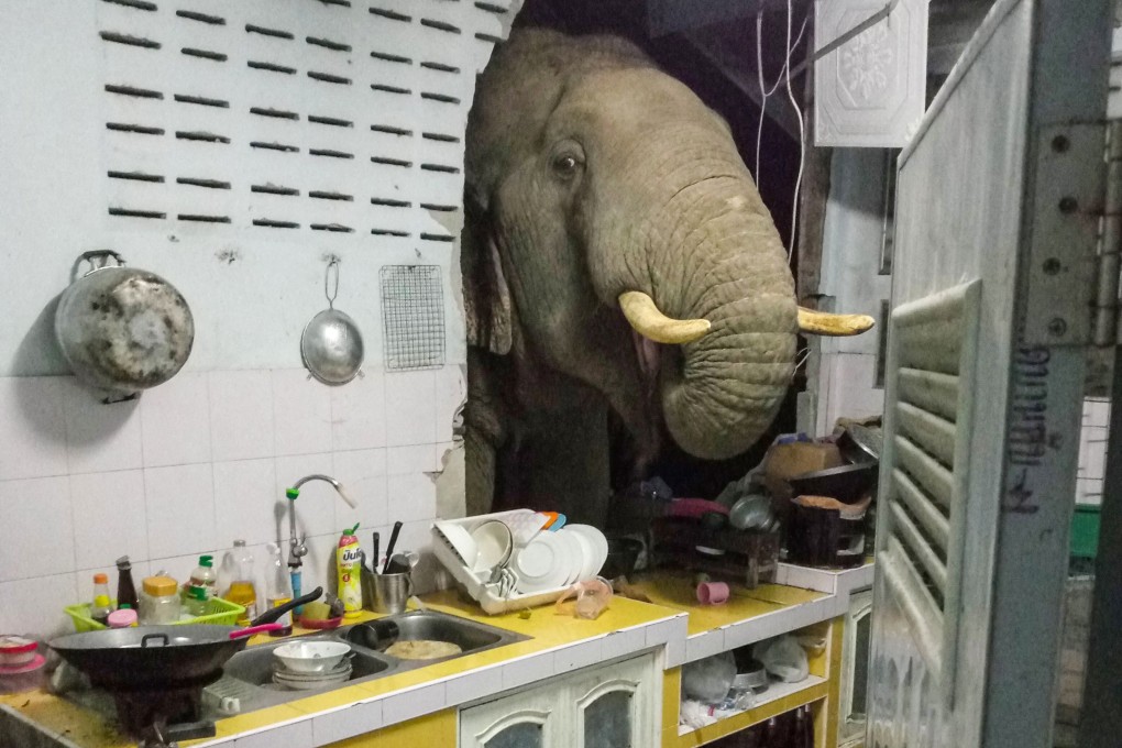 An elephant searching for food in the kitchen of a home in Pa La-U, Hua Hin, Thailand. Photo: Facebook account of Radchadawan Peungprasopporn / AFP