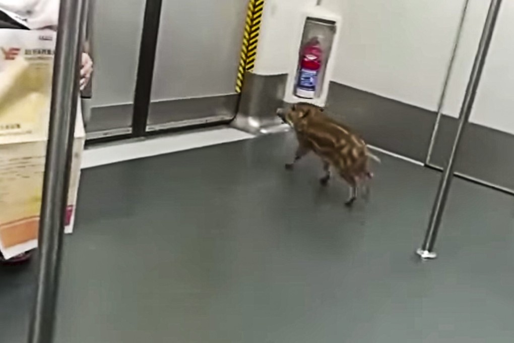 The little boar roams around an MTR carriage on June 18. Photo: Facebook