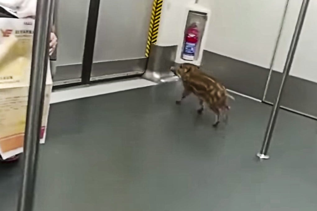 The little boar roams around an MTR carriage on June 18. Photo: Facebook