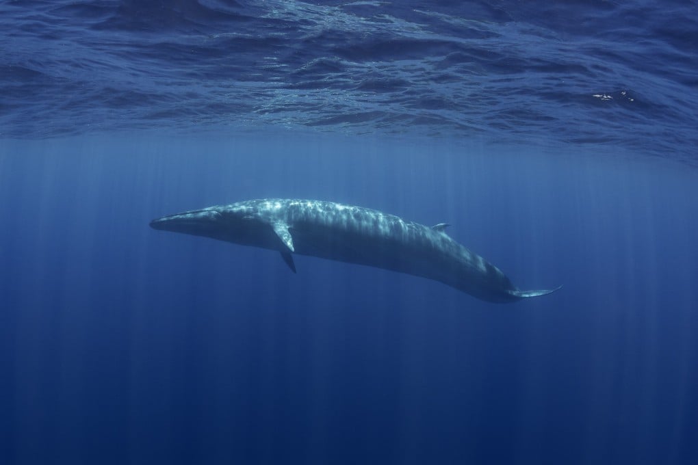 A Bryde's whale swimming in blue water near the surface of the ocean. Photo: File