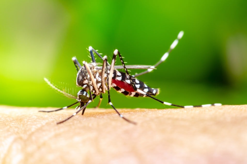 Close-up of an Aedes aegypti mosquito sucking human blood. Photo: Handout