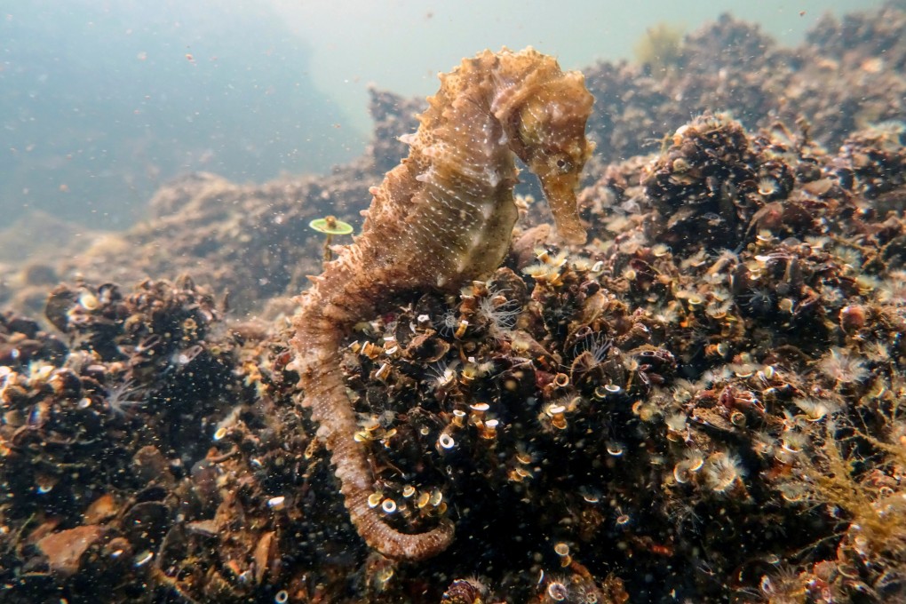 A seahorse rests on the seabed of the Aitoliko lagoon in Greece. Photo: Reuters