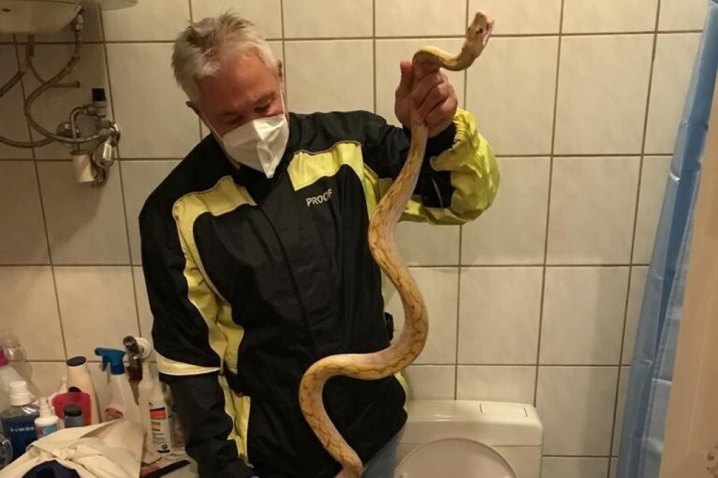 Reptile expert Werner Stangl holds a python that slipped down the drains and bit a person who was sitting on the toilet in Graz, Austria on Monday. Photo: Werner Stangl via Reuters