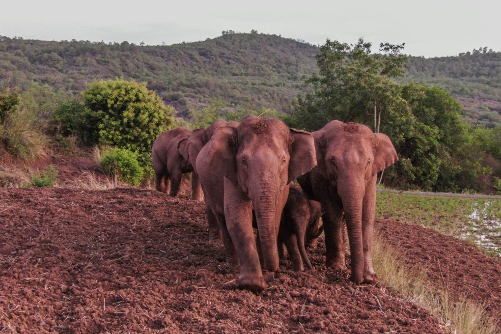 A male Asian elephant who became separated from his herd and wandered into built up areas has been captured and reurned to the wild. Photo: Xinhua