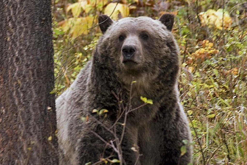 A grizzly bear near Camas, in northwestern Montana. File photo: AP